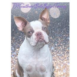 Clover - Boston Terrier