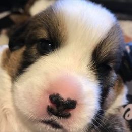 Cardigan Welsh Corgi Puppies from Stornoway Cardigan Welsh Corgis