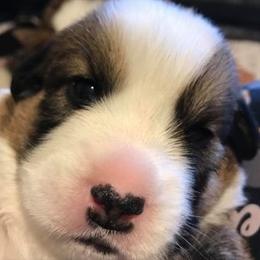 Cardigan Welsh Corgi Puppies from Stornoway Cardigan Welsh Corgis