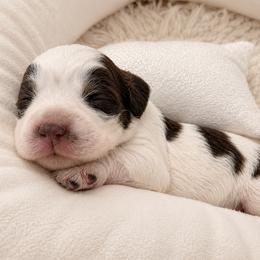 Gus Gus - Liver white and roan male English Springer Spaniel puppy in Fort White, Florida from Thunderbird Springers