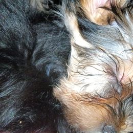 Yorkshire Terriers from Kathy's Kritters