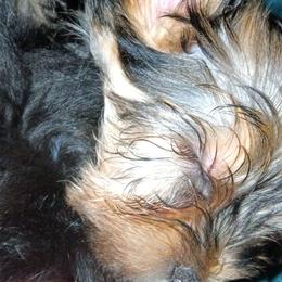Yorkshire Terriers from Kathy's Kritters