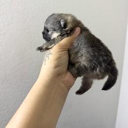 Lulu - Orange sable female Pomeranian puppy in Santa Ana,Ontario, California from Uniquepombabies