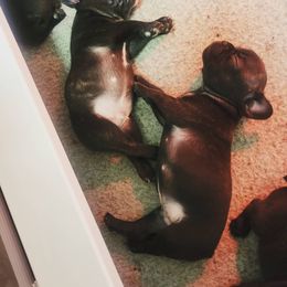 French Bulldog Puppies from Frenchie Nation LLC