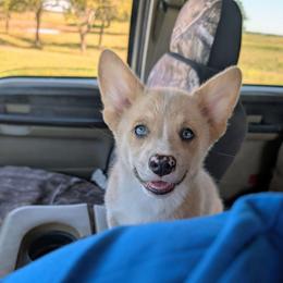 Almanzo Wilder - Fawn merle male American Corgi puppy in Paden, Oklahoma from Sunray Ranch