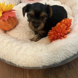 Yorkipoo and Yorkshire Terrier Puppies from Sweet as dessert puppies