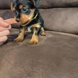 Mr. Yellow - Black and tan male Yorkshire Terrier puppy in Woodway, Texas from The Yorkie Empire