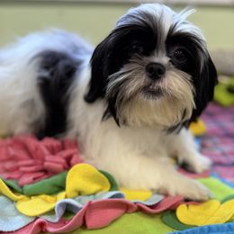 Denver - Black and white male Shih Tzu puppy in Stafford, Virginia from Bayview Pups