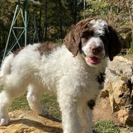 Poodles from Alpine Acres Poodles