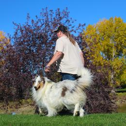 Smokey - Collie