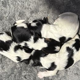 Biewer Terrier puppies from Bama Biewers