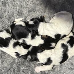 Biewer Terrier puppies from Bama Biewers