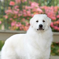 Kuvaszok from Szumeria Kuvasz
