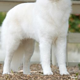 Kuvaszok from Szumeria Kuvasz