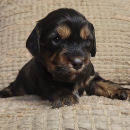 Atlas - Black Cavapoo puppy in Missouri from KDK Missouri Miniature Poodles