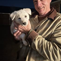 German Shepherd Puppies from Army Vet-German Shepherds