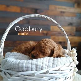 Cadbury - Red  male Goldendoodle puppy in Ringgold, Georgia from Re Family Doodles