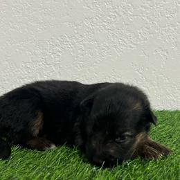 Selina - Black and red female German Shepherd puppy in Quartz Hill, California from Von Gonzalez Kennel