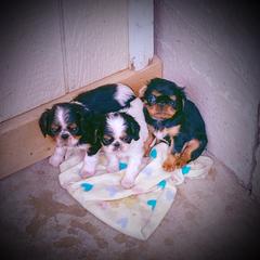 English Toy Spaniel Puppies from Skyline