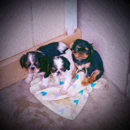 English Toy Spaniel Puppies from Skyline