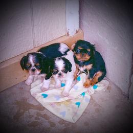 English Toy Spaniel Puppies from Skyline