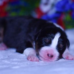 Girl 5 - Black tri-color female Australian Shepherd puppy in Easton, Missouri from MMA Kennel