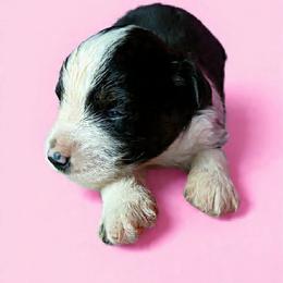 Willow - Black tri female Miniature Australian Shepherd puppy in Gretna, Virginia from Adams Acres Cattle Dogs
