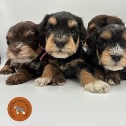 Miniature Schnauzer puppies from Sabrina's Miniature Schnauzers