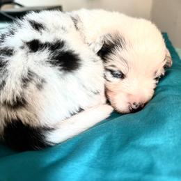Frappe - Blue merle and white female American Corgi puppy in Bayard, Nebraska from Puppies by Alies