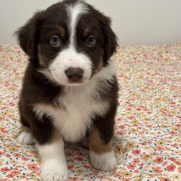 Blaze - Red tri-color male Australian Shepherd puppy in Belton, Texas from Southern Copper Sun Aussies