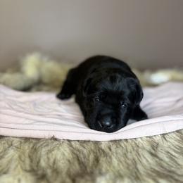 Juniper - Black female Labrador Retriever puppy in Rocky Top, Tennessee from Rocky Top Retrievers