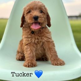 Boy 4 -Tucker - Caramel red male Australian Labradoodle puppy in Waco, Texas from RainPuddle's Labradoodles