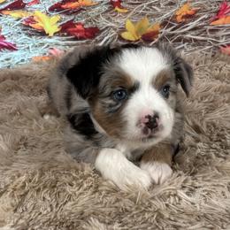 DEMI-TOY - Blue merle female Miniature Australian Shepherd puppy in Signal Mountain, Tennessee from D & D Miniature and Toy Australian Sheppards