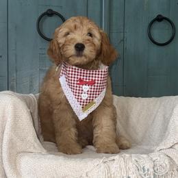Juniper - Red  female Goldendoodle puppy in Layton, Utah from Gracious Doodle Dogs