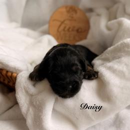 Girl 2 - Phantom female Bernedoodle puppy in Pottstown, Pennsylvania from Willow-Be Doodles