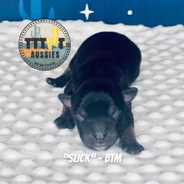 Slick - Black tri-color male Australian Shepherd puppy in Tucson, Arizona from TTTNT Aussies
