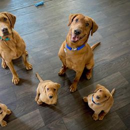 Labrador Retriever Puppies from Gochee Labs