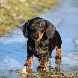 Dachshund Puppies from Mom's Dachshunds
