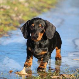 Dachshund Puppies from Mom's Dachshunds