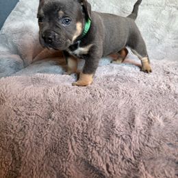 Lurch - Blue tri-color male American Bully puppy in Fairbanks, Alaska from Alaska Rose Kennels