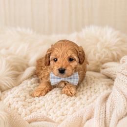 Teddy - Red male Maltipoo puppy in St. George, Utah from Winchester Hills Poodles and Doodles