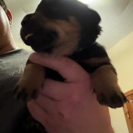 Purple girl - Black and mahogany female Rottweiler puppy in Colorado Springs, Colorado from Von Locher Rotties