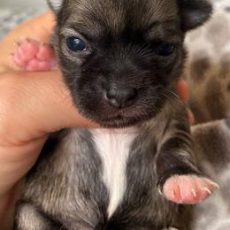 Cocoa - Fawn brindled black female Chihuahua puppy in Westport, New York from Chantilly chihuahuas
