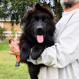 Girl 3 O - Black female German Shepherd puppy in Stockton, California from Zaragoza German Shepherds