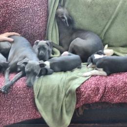 Italian Greyhound Puppies from Fisher Link