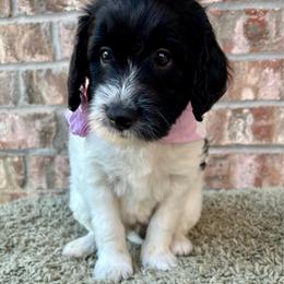 Stormy - Black and white female Aussiedoodle puppy in Eastland, Texas from H5 Mini Doodles