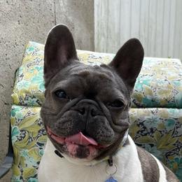 N’Kealy aka Lemon - French Bulldog
