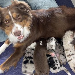 Miniature Australian Shepherds from Hurtado’s Miniature Aussies