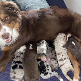 Miniature Australian Shepherds from Hurtado’s Miniature Aussies