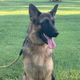 Xena - German Shepherd